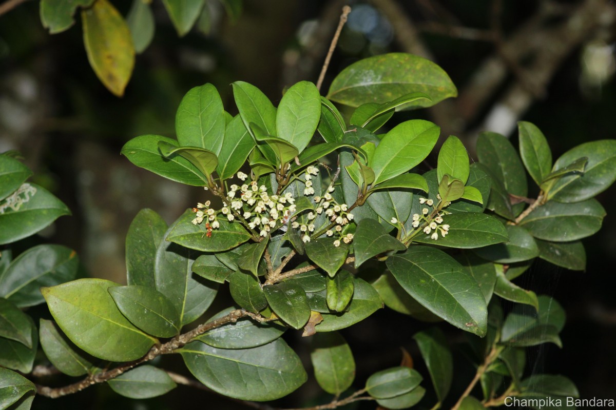 Olea